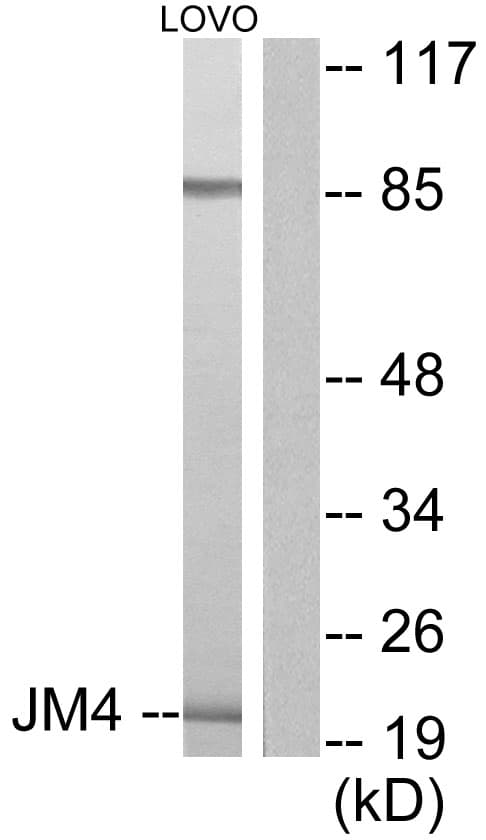 IHC-plus™ PRAF2 Antibody (aa129-178)
