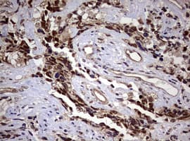 USP44 Antibody (aa420-712, clone OTI1D1)