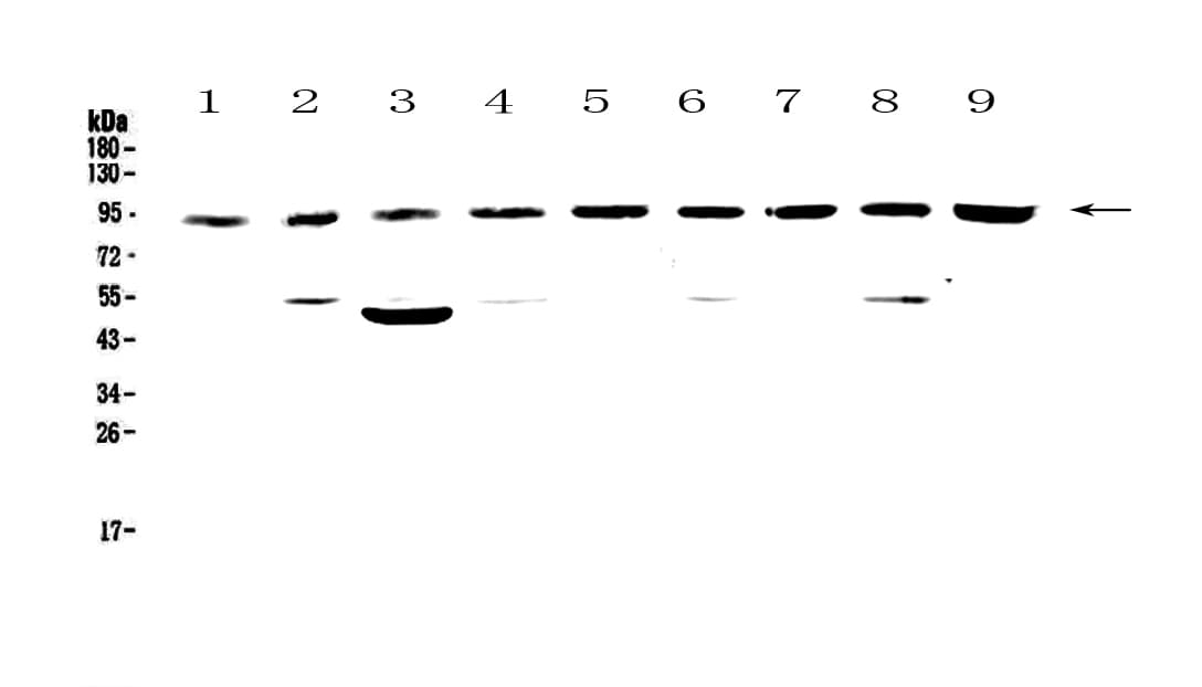 CUL5 / Cullin-5 Antibody