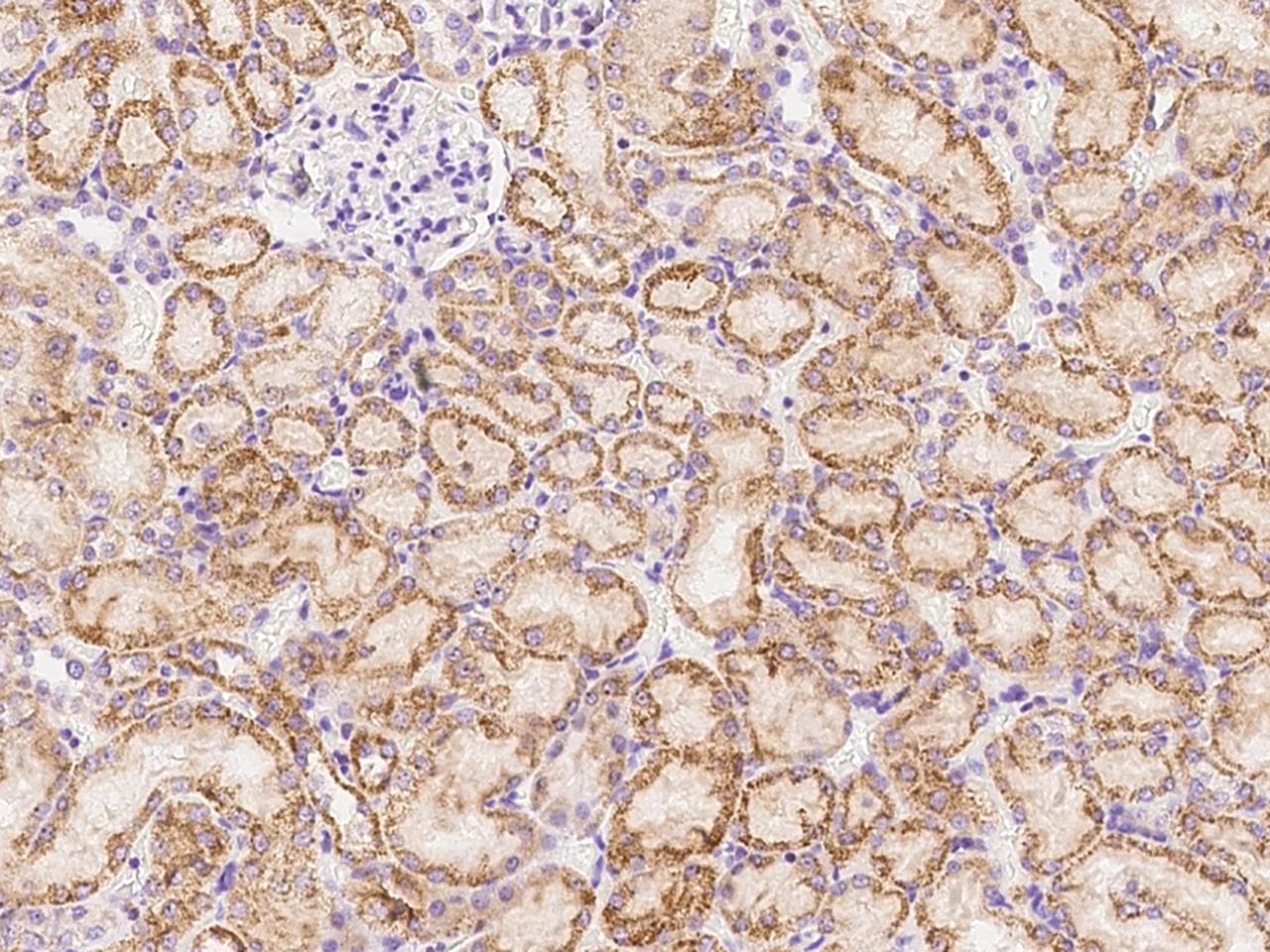 CXCL16 Antibody (Preservative Free)