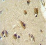 Polyclonal Rabbit anti-Human APOL6 / Apolipoprotein L 6 Antibody (aa126-155, IHC, WB)