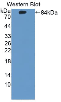 CHRNA7 Antibody (aa23-502, FITC)