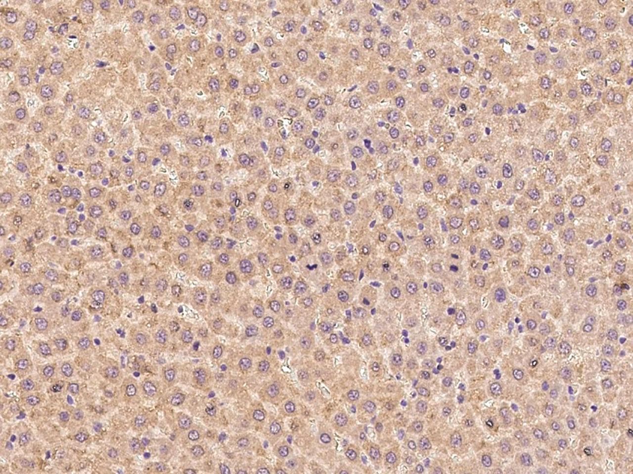 Polyclonal Rabbit anti-Mouse IGF1 Antibody (IHC)