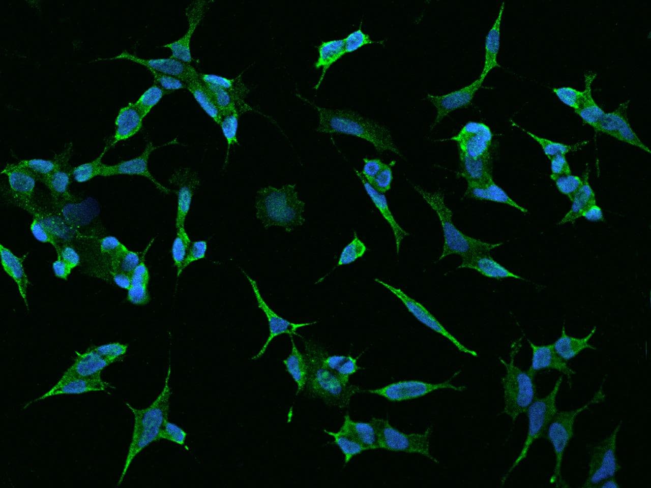 Polyclonal Rabbit anti-Human TMEM169 Antibody (IF)