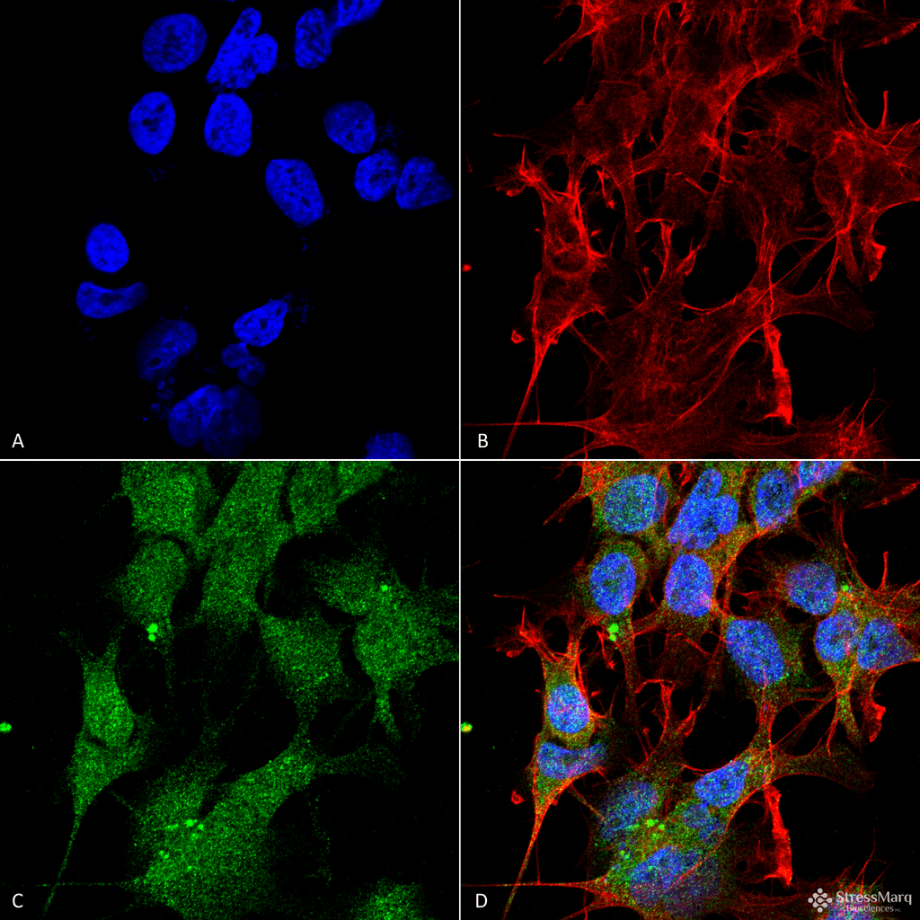 UVRAG Antibody (Biotin)