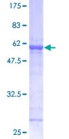 Human Alpha SNAP Protein (Recombinant GST)