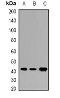 COQ3 Antibody