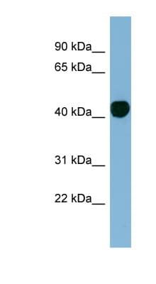 H2AFY / MACROH2A1 Antibody (N-Terminus)