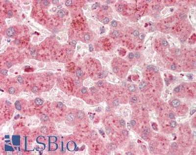 Polyclonal Rabbit anti-Human A1BG Antibody (C-Terminus, IHC, WB)