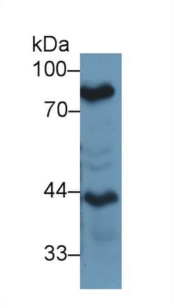 LF / LTF / Lactoferrin Antibody (aa550-707, Cy3)