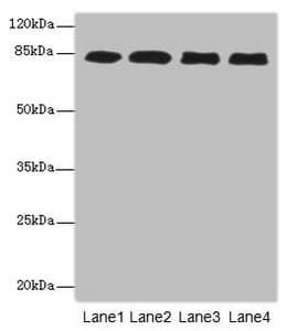 Polyclonal Rabbit anti-Human EPS15L1 / EPS15R Antibody (IHC, WB)