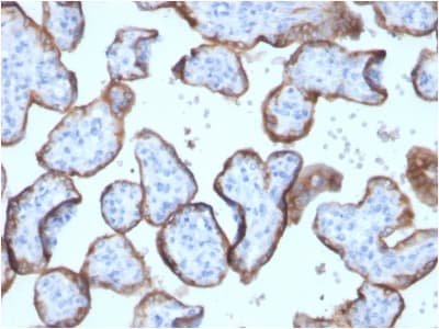 PLAP / Alkaline Phosphatase Antibody (clone ALPP/2899R, Azide-free, Carrier-free)