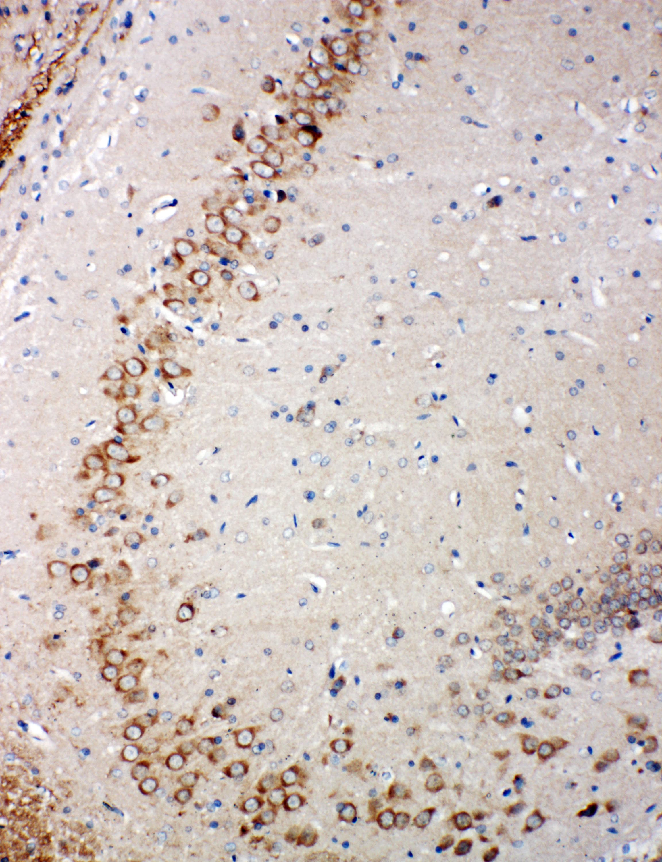 GLRX2 / Glutaredoxin 2 Antibody (aa103-119)