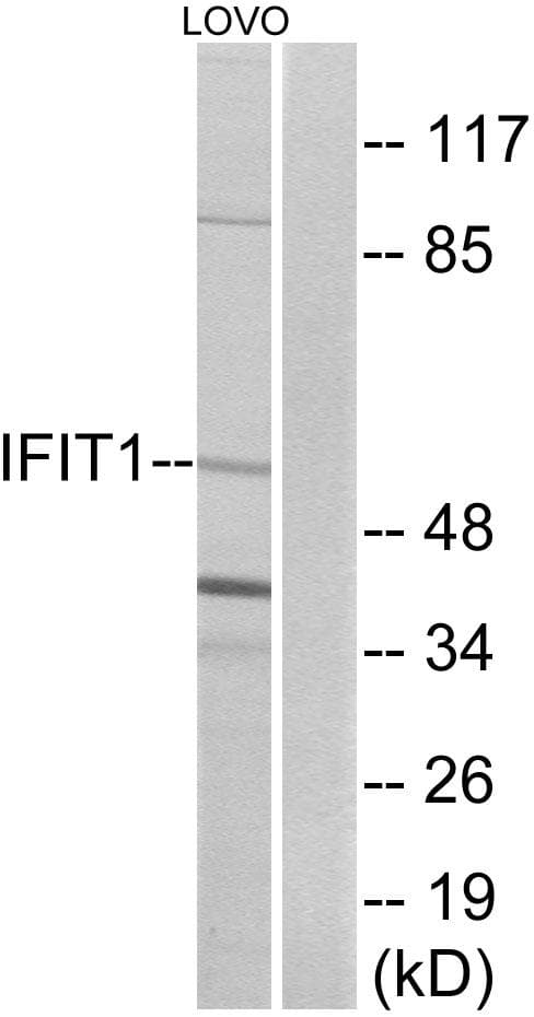 IFIT1 / ISG56 Antibody