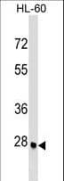 Polyclonal Rabbit anti-Human ARGFX Antibody (aa103-132, IF, WB)