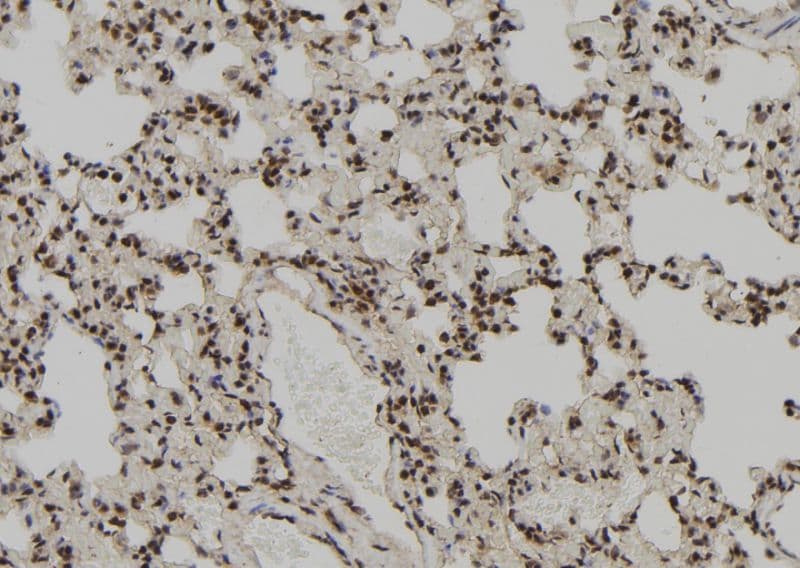 PEG3 Antibody
