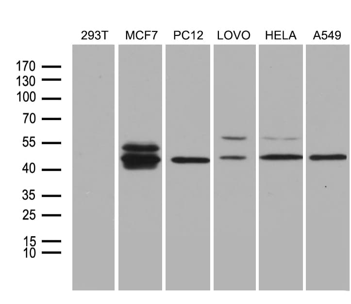 FOSL2 / FRA-2 Antibody (aa110-326, clone OTI7E4)