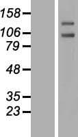 PTPRA / RPTP-Alpha Protein (Over-Expression Lysate Myc-DDK (Flag))
