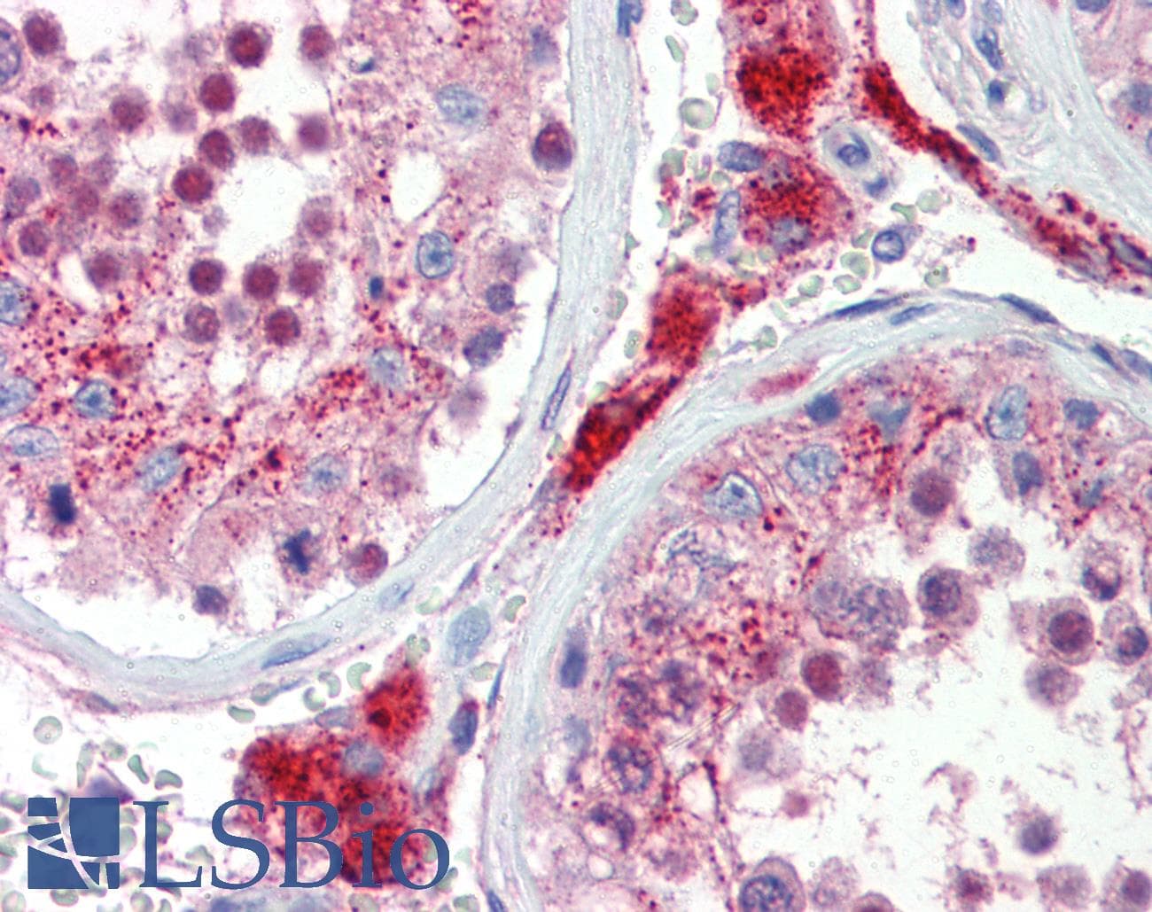 SOX17 Antibody (C-Terminus)