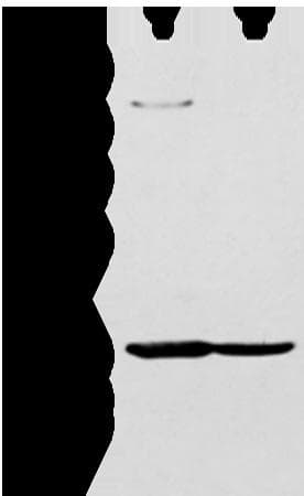 NUDT19 Antibody