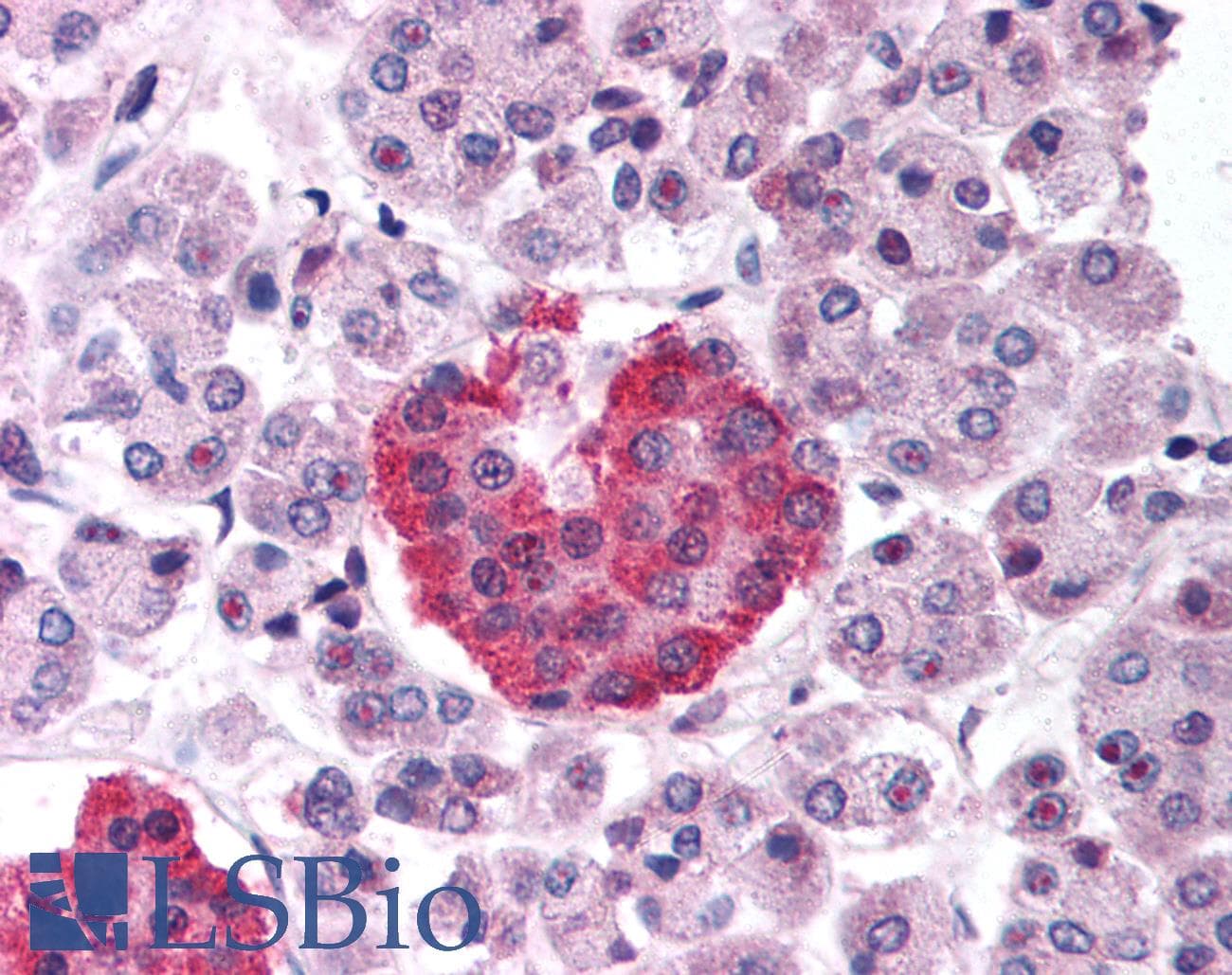 USP3 / UBP Antibody (aa50-99)