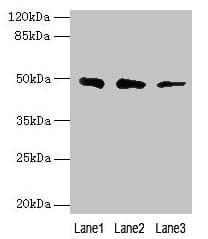 Polyclonal Rabbit anti-Human ZBTB6 Antibody (IHC, WB)