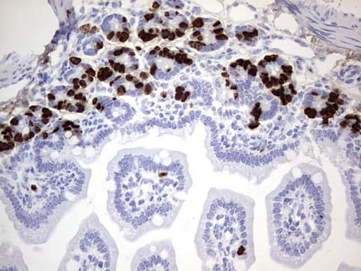 IdU / Iododeoxyuridine Antibody (clone 2F8)