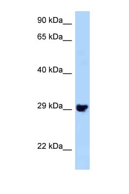 Polyclonal Rabbit anti-Mouse PLEKHF2 Antibody (N-Terminus, WB)