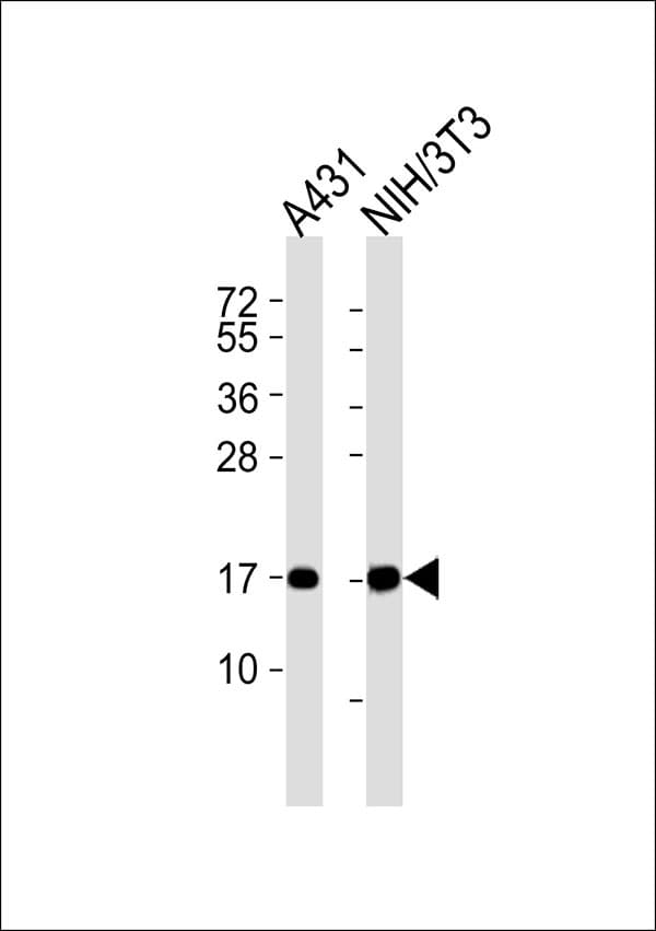 IHC-plus™ TSPO / PBR Antibody