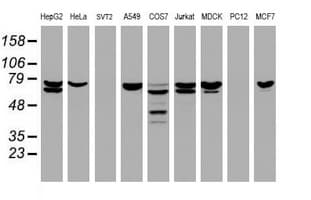 CCDC93 Antibody (aa293-631, clone OTI6E11, Carrier-free)