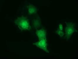 CBWD1 Antibody (clone OTI1B3, Carrier-free)