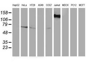 GBP5 Antibody (clone OTI5C9, Carrier-free)