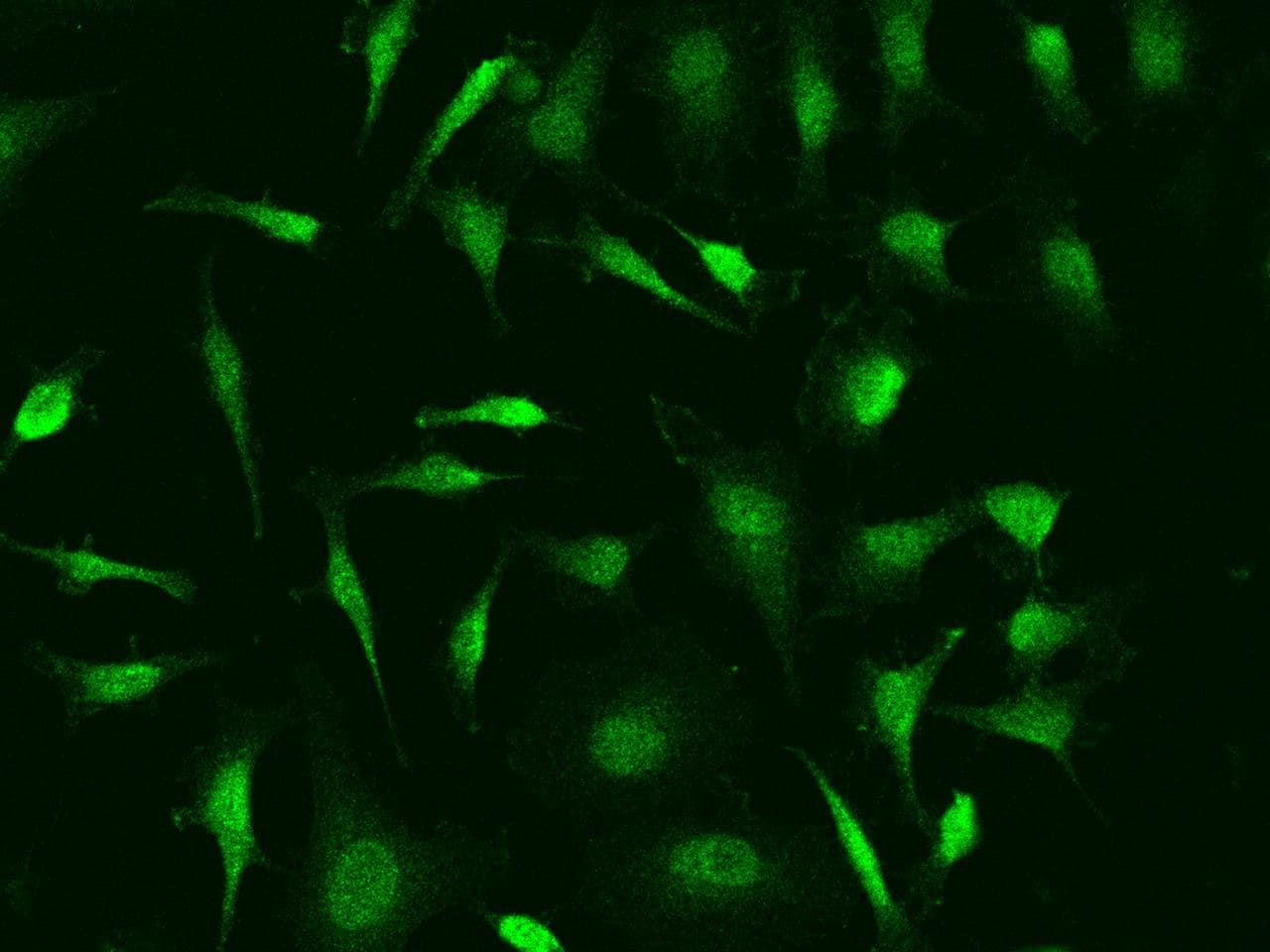 Polyclonal Rabbit anti-Human NFKB1 / NF-Kappa-B Antibody (IF, WB)