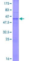 Human TRIM34 / RNF21 Protein (Recombinant GST)