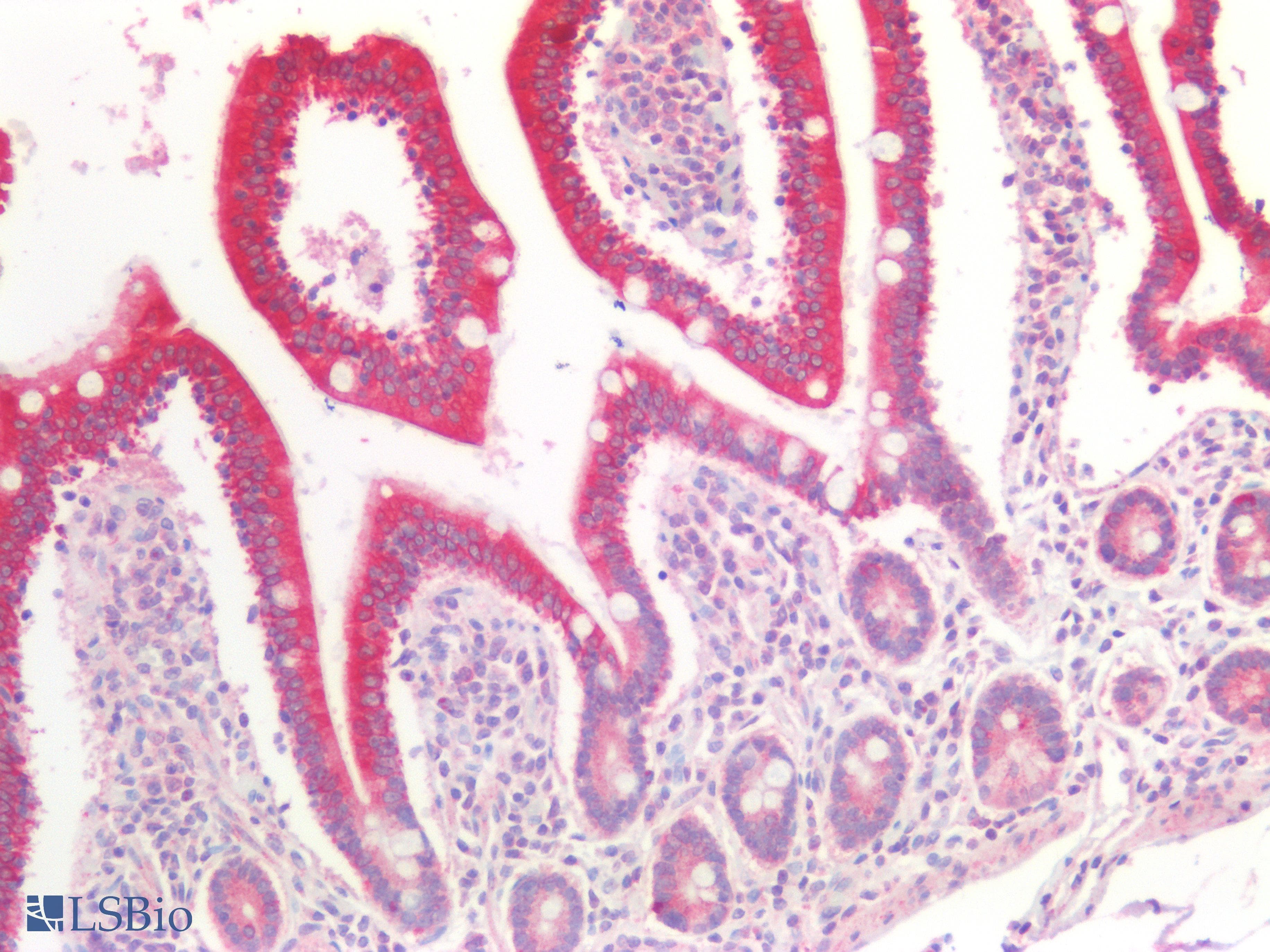 PathPlus™ PEX19 Antibody