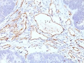 PECAM-1 / CD31 Antibody (clone C31.3 + C31.7 + C31.10)