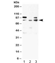 AOC1 Antibody