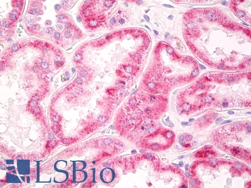 IHC-plus™ Mitochondria Antibody (clone 113-1)
