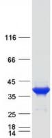 Human FBP2 Protein (Recombinant Myc-DDK (Flag))