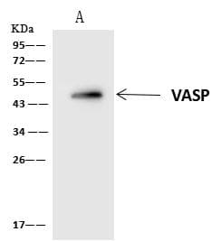 VASP Antibody
