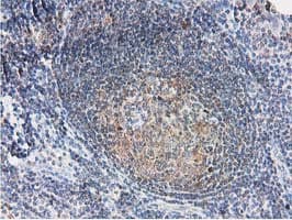 SMS / Spermine Synthase Antibody (clone OTI2G8)