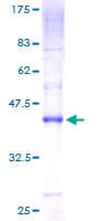Human CMTM7 / CKLFSF7 Protein (Recombinant GST)
