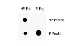 CDKN1A / WAF1 / p21 Antibody (phospho-Thr145)