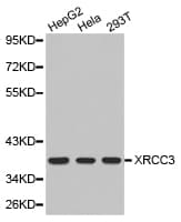 XRCC3 Antibody
