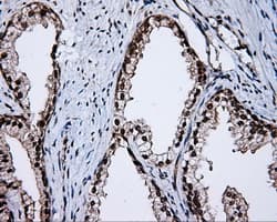 APP / Beta Amyloid Precursor Antibody (clone OTI4C3, Carrier-free)