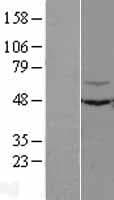KLHL12 Protein (Over-Expression Lysate Myc-DDK (Flag))