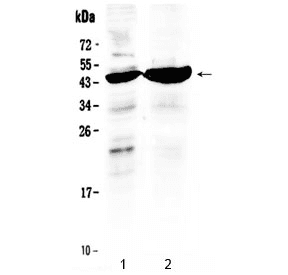 TFPI / LACI Antibody