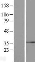 SYF2 / p29 Protein (Over-Expression Lysate Myc-DDK (Flag))