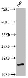 FAM127A Antibody