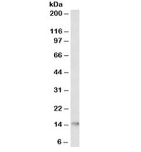 Monoclonal Mouse anti-Pig CYCS / Cytochrome c Antibody (clone 7H8.2C12, Azide-free,BSA-free, aa1-80, IHC, IF, WB)